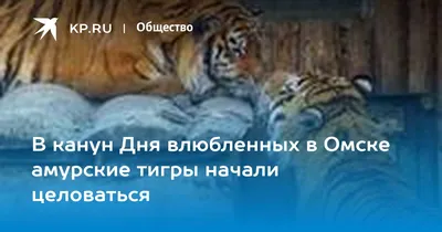 Шимпанзе Ричик крутит сальто и целует дамам ручки, а крохотный лигренок  Барон съедает за обедом 5 кг мяса - KP.RU