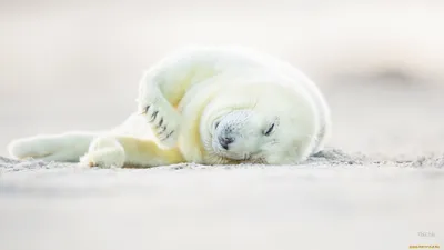 Подушка HappyJoe с плюшевым тюленем, 60 см цена | pigu.lt