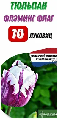 Купить сиреневые тюльпаны по выгодной цене в Москве