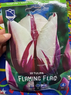 Flaming Flag ® | Тюльпан | Jan de Wit en Zonen B.V.