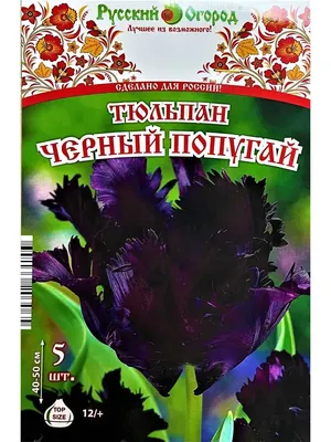 Тюльпан «Попугай» купить, отзывы, фото, доставка - Совместные покупки в  Калининграде и области