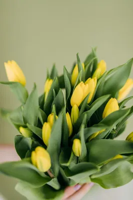 Фон для историй в инстаграмм обои тюльпаны фото тюльпанов фотосессия с  тюльпанами Background for stories in instagram wallpaper tulips photo … |  Тюльпаны, Обои, Фон