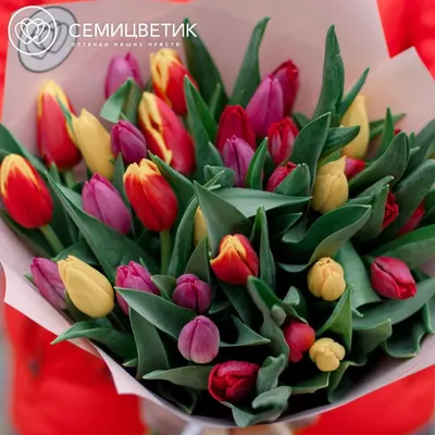 35 тюльпанов микс купить в СПб в интернет-магазине Семицветик✿