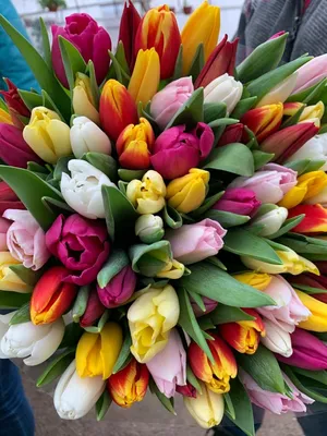 Тюльпаны 8 марта фото