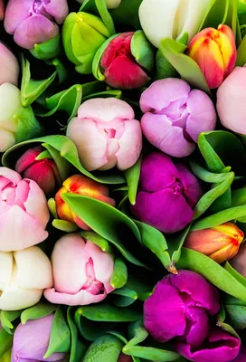 Букет Тюльпаны 51шт Сорт на выбор Цветы на 8 марта купить в  интернет-магазине Ярмарка Мастеров по цене 6120 ₽ – KOTG8RU | Подарки на 8  марта, Москва - доставка по России