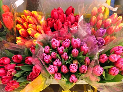 Тюльпаны: много тюльпанов! Восхитительная подборка к 8 Марта