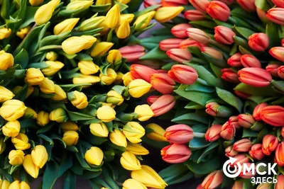 Цветы: Тюльпаны на 8 марта Нидерланды.Упаковка бесплатно купить в  интернет-магазине Ярмарка Мастеров по цене 150 ₽ – Q3870RU | Цветы, Москва  - доставка по России