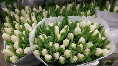 Сколько стоят тюльпаны в Минске: цена на тюльпаны 2023 в Беларуси, цена на  букеты, где купить тюльпаны в Минске, 8 Марта - KP.RU