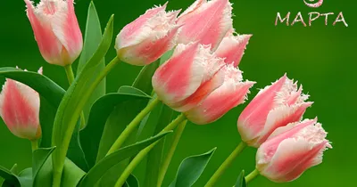 Обои на рабочий стол Розовые тюльпаны и надпись поздравляем с 8 марта, обои  для рабочего стола, скачать обои, обои бесплатно