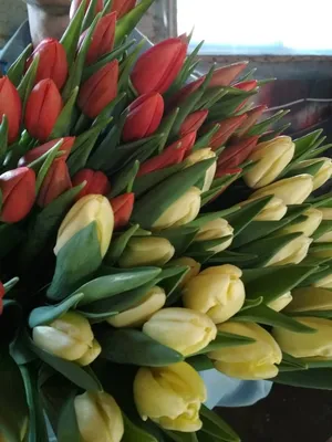 Тюльпаны 8 марта: цена 9 грн - купить Дом и сад, прочее на ИЗИ | Украина