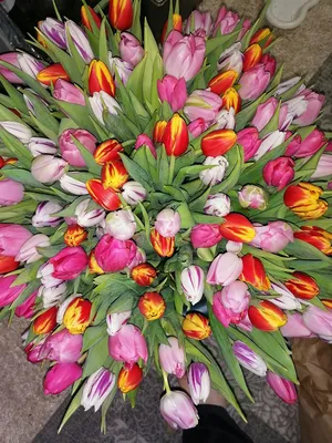 Купить картину Тюльпаны 8 марта в Москве от художника Бекетова Ольга