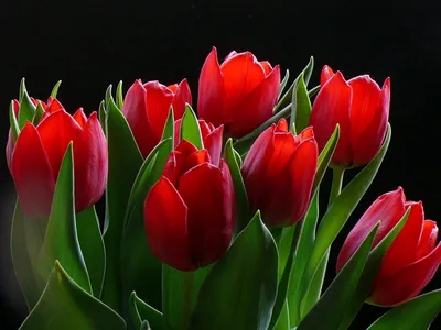 Тюльпаны фото