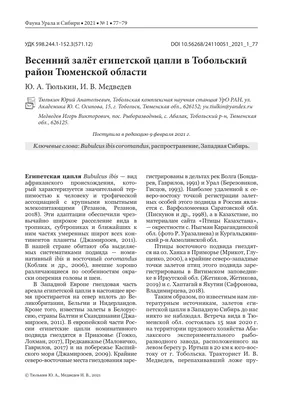 Что посмотреть в Тобольске — маршрут, красивые места Тобольска на фото, где  поесть в Тобольске, зачем в Тобольск привезли школьников из Тюмени — 2–6  июня 2022 года, красивый Тобольск, летние фото - 5 июня 2022 - 72.ru