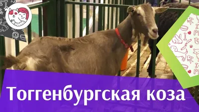 ПОРОДЫ КОЗ С ВЫСОКОЙ МОЛОЧНОЙ ПРОДУКТИВНОСТЬЮ | ВКонтакте