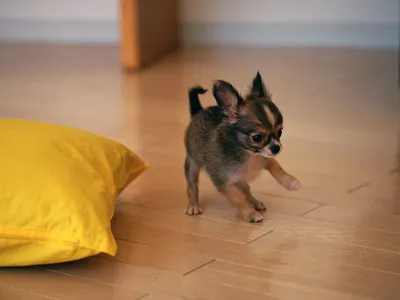 Той терьер совсем щенок играет у жёлтой подушке | Обои для телефона