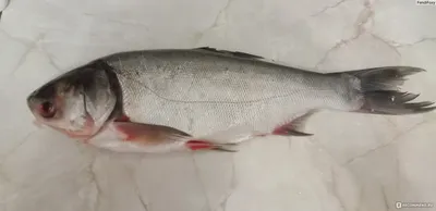 Рыба Толстолобик Свежий - «Вкусная, недорогая рыба» | отзывы