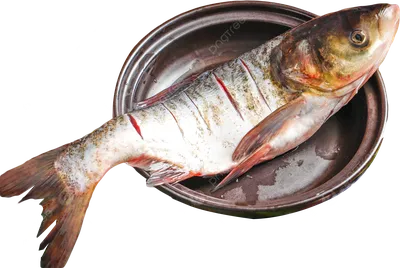 толстолобик PNG , толстолобик PNG , большая рыба, свежий PNG рисунок для  бесплатной загрузки
