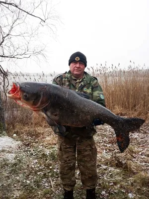 Рекордно крупного толстолобика поймали на Браславских озерах