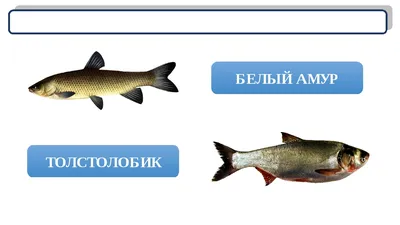ДОН24 - Истощение рыбных ресурсов: 5 млн молоди толстолобика и амура  выпустят в реки Ростовской области