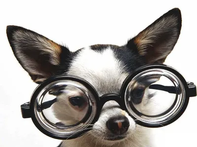Обои на рабочий стол Смешная ушастая собачонка в очках с толстыми линзами,  обои для рабочего стола, скачать обои, обои бесплатно