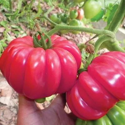 Семена томатов (помидор) Японский Краб купить в Украине | Веснодар