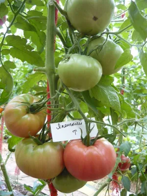 Сорт томатов Японский краб, описание, характеристика и отзывы, а также  особенности выращивания