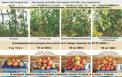 ЛУЧШИЕ СОРТА ТОМАТОВ ДЛЯ ОТКРЫТОГО ГРУНТА И ТЕПЛИЦЫ