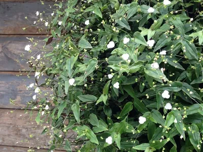 Традесканция гибазис — «белая фата» для цветников, контейнеров и  подоконников. Уход, опыт выращивания, фото — Ботаничка