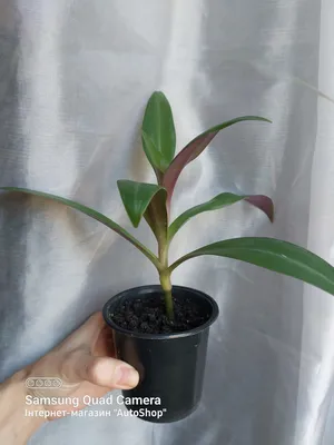 Купить Традесканция Рэо (Tradescantia spathacea compacta), молодое  растение, цена 59 грн — Prom.ua (ID#1473548611)
