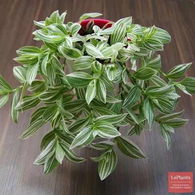 Традесканция белоцветковая (Tradescantia albiflora) — описание,  выращивание, фото | на LePlants.ru