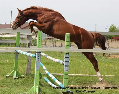 Белая лошадь Тракененская порода | Trakehner, Warmblood horses, Horses