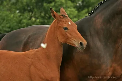 Тракененская лошадь (мерин) купить Украина | Товары для конного спорта  Equine House