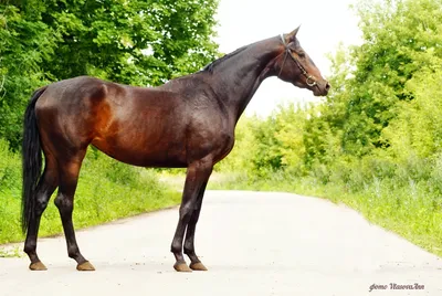 Тракененская - фотографии - equestrian.ru