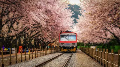 Обои на рабочий стол Трамвай проезжает вдоль цветущих весенних деревьев,  Aaron Choi, обои для рабочего стола, скачать обои, обои бесплатно