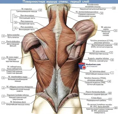 Трапециевидная мышца. Психосоматика | pilates_flex_rnd | Дзен