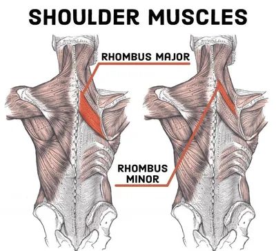 Ромбовидная мышца — Википедия