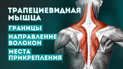 Osteopatia Ukraine - Поверхностные мышцы спины 1. Трапециевидная мышца (m.  trapezius) имеет треугольную форму; ее основание обращено к остистым  отросткам позвонков, а вершина - к лопатке. Мышца начинается от затылочной  кости, остистых