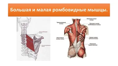 Тейпирование трапециевидной мышцы