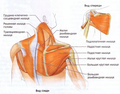 Ромбовидная мышца спины: большая и малая, функции, упражнения