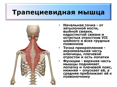 Трапециевидная мышца: где находится, функции, анатомия, фото