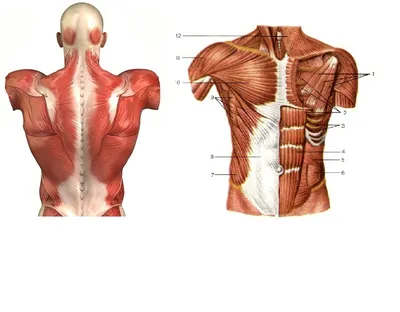 Трапециевидная мышца - 69 фото