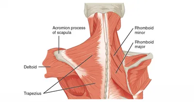 Трапециевидная мышца — анатомия, биомеханика и эффективные упражнения |  Фитсевен | Дзен