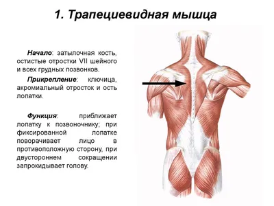 Мышцы плечевого пояса