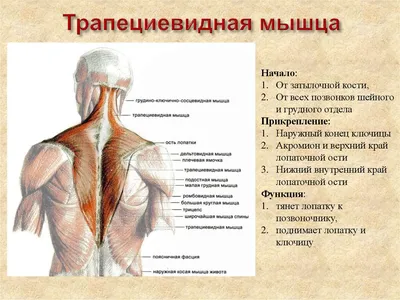 Спереди Трапециевидная Мышц Шеианатомия Мышц Изолированный На Белом —  стоковые фотографии и другие картинки Анатомия - iStock