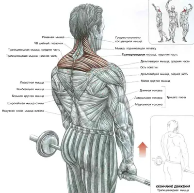 Ромбовидная мышца: растяжка и укрепление... | Интересный контент в группе  Фитнес Клуб \"Скульптор Тела\" с А Шония