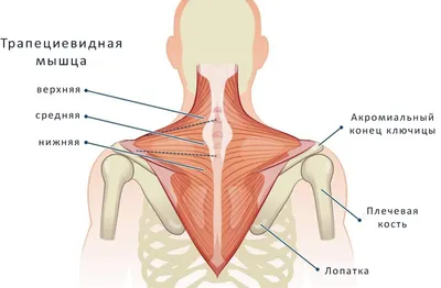 Миалгия трапециевидной мышцы - KinesioPro