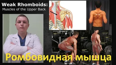 Трапециевидная мышца (m.trapezius) 3D Анатомия - YouTube