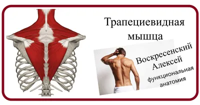 Health Recovery - Трапециевидная мышца. Множество проблем таится в  перегрузе данной мышцы. 1.Как правило,при перегрузе трапециевидной мышцы  появляются головные боли в затылочной области, блокировка и резкая боль при  повороте головы (как правило