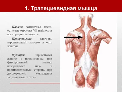 Трапециевидная мышца, трапеция