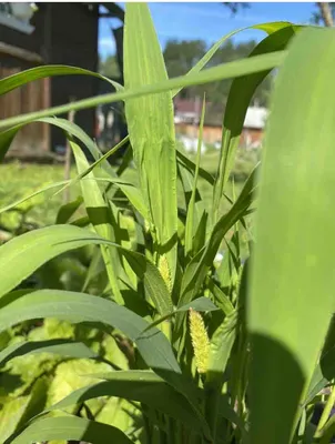 Могар Лисий хвост (Foxtail Millet)